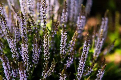 라벤더 밭 4K 배경화면 · flowers · 3840×2555