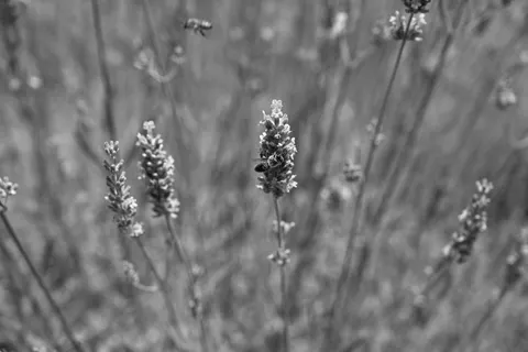 Papel de parede Campo de lavanda 4K · flowers · 3840×2563