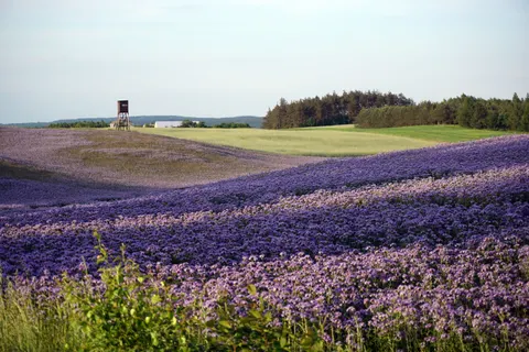 Lavender Field 4K Wallpaper · flowers · 3840×2560