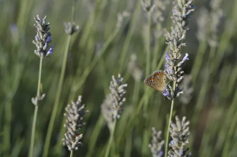 Fond d'écran Champ de lavande 4K · flowers · 3840×2553