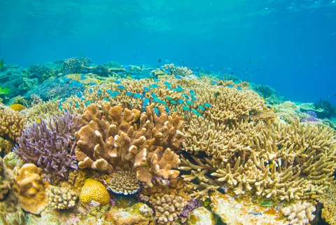 خلفية الشعاب المرجانية بدقة 4K · ocean · 3840×2563