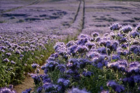 라벤더 밭 4K 배경화면 · flowers · 3840×2560