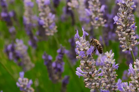 Обои Лавандовое поле 4K · flowers · 3840×2560