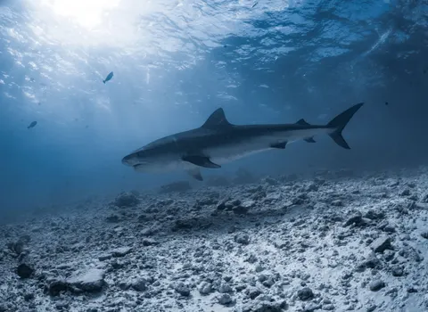 Fond d'écran Bleu profond 4K · underwater · 3840×2802