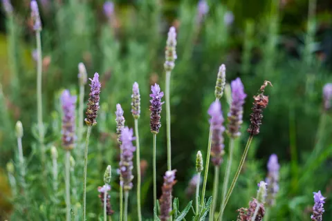 خلفية حقل الخزامى بدقة 4K · flowers · 3840×2560