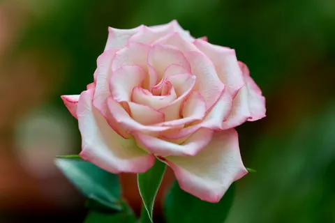 Fond d'écran Rose 4K · flowers · 3840×2560