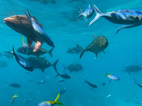 Обои Глубокий синий 4K · underwater · 3840×2880