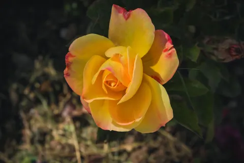 Rose 4K Hintergrundbild · flowers · 3840×2560