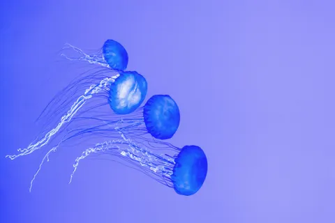 Обои Глубокий синий 4K · underwater · 3840×2560