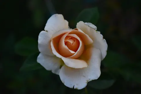 خلفية وردة بدقة 4K · flowers · 3840×2560