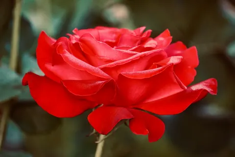 Обои Роза 4K · flowers · 3840×2560
