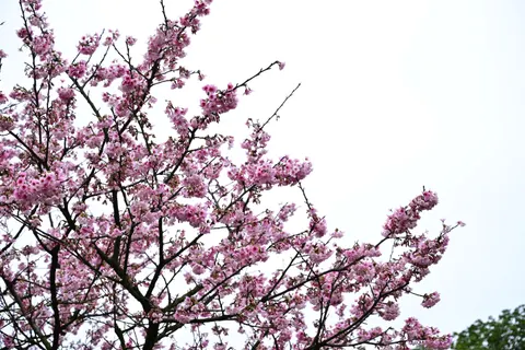 Kirschblüte 4K Hintergrundbild · nature · 3840×2563