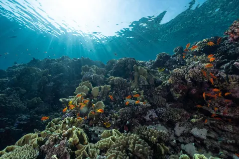 Wallpaper Terumbu Karang 4K · ocean · 3840×2560