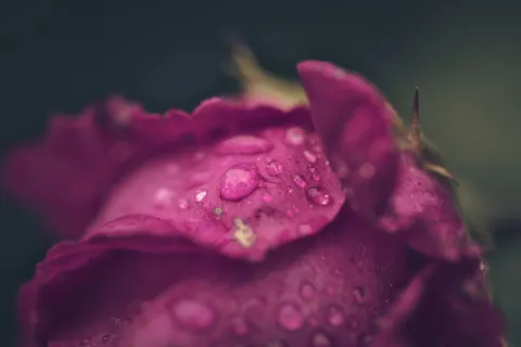 Rose 4K Hintergrundbild · flowers · 3840×2560