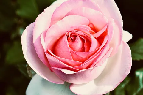 Rose 4K Hintergrundbild · flowers · 3840×2560