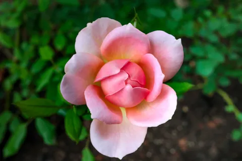 Fond d'écran Rose 4K · flowers · 3840×2560