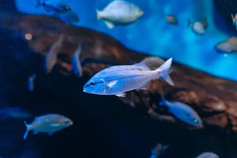 Deep Blue 4K Wallpaper · underwater · 3840×2561