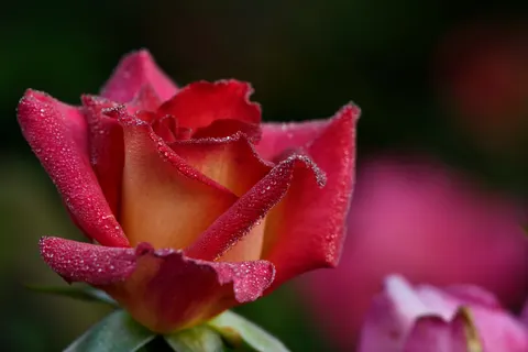 Papel de parede Rosa 4K · flowers · 3840×2560