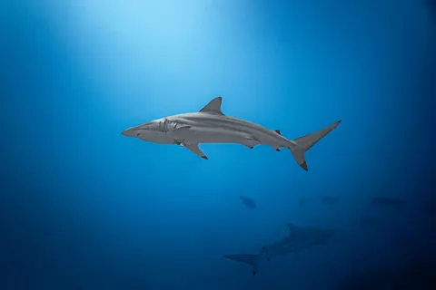 Обои Глубокий синий 4K · underwater · 3840×2561