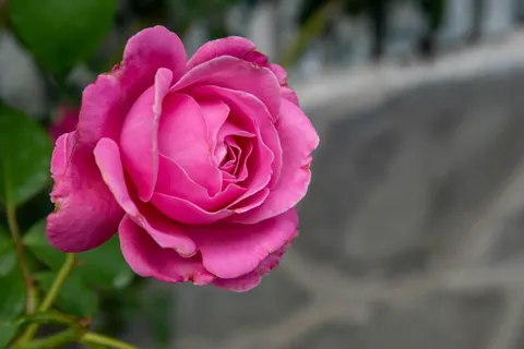 Rose 4K Wallpaper · flowers · 3840×2560