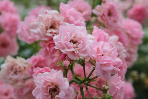 Rose 4K Wallpaper · flowers · 3840×2560