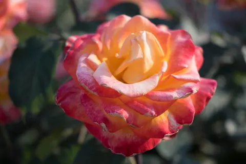 Rose 4K Wallpaper · flowers · 3840×2560