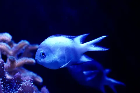 Обои Глубокий синий 4K · underwater · 3840×2560