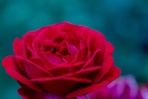 خلفية وردة بدقة 4K · flowers · 3840×2561