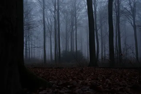 Foggy Forest 4K Wallpaper · nature · 3840×2560