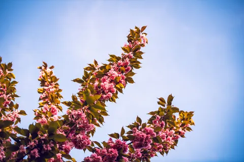 Cherry Blossom 4K Wallpaper · nature · 3840×2560
