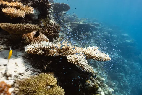 Обои Коралловый риф 4K · ocean · 3840×2561