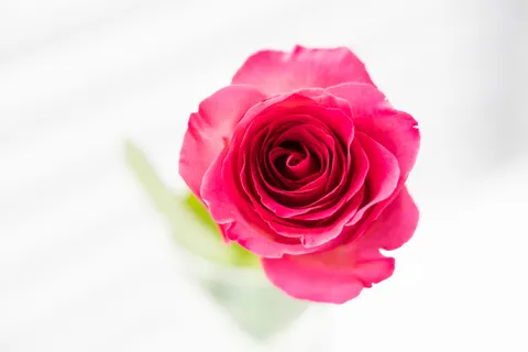 خلفية وردة بدقة 4K · flowers · 3840×2560