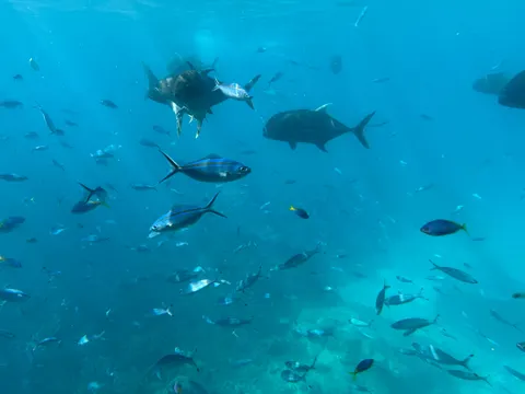 गहरा नीला 4K वॉलपेपर · underwater · 3840×2880