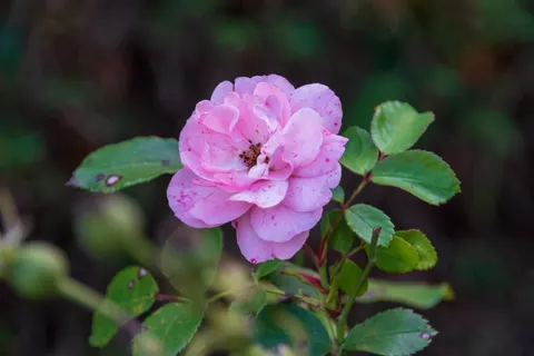 Rose 4K Hintergrundbild · flowers · 3840×2560