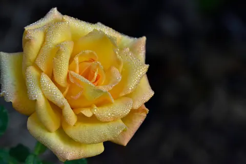 장미 4K 배경화면 · flowers · 3840×2560