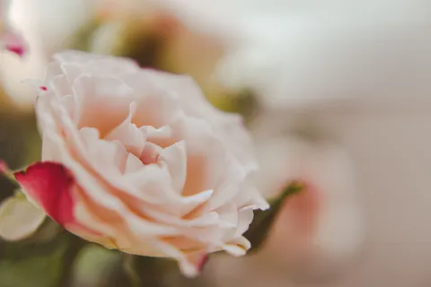Rose 4K Hintergrundbild · flowers · 3840×2560