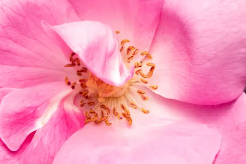 Rose 4K Wallpaper · flowers · 3840×2560