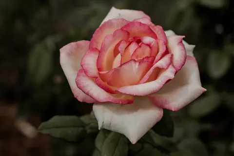 Fondo de pantalla Rosa 4K · flowers · 3840×2560