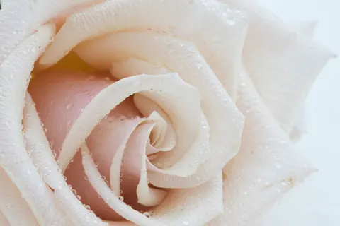 خلفية وردة بدقة 4K · flowers · 3840×2560
