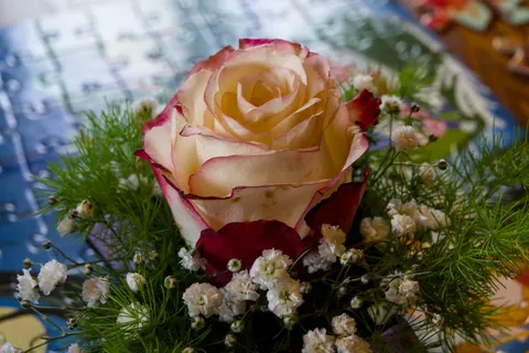 Fondo de pantalla Rosa 4K · flowers · 3840×2558