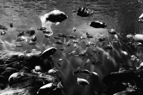 Обои Глубокий синий 4K · underwater · 3840×2561