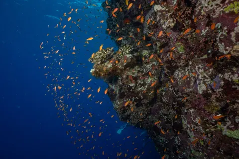 Tapeta Rafa Koralowa 4K · ocean · 3840×2560