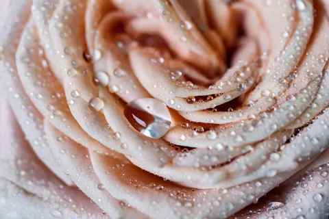 Fondo de pantalla Rosa 4K · flowers · 3840×2562