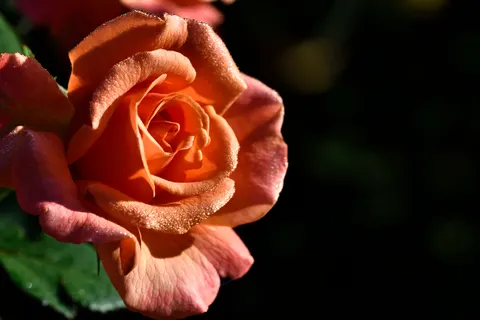 玫瑰 4K壁纸 · flowers · 3840×2560