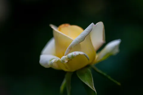 خلفية وردة بدقة 4K · flowers · 3840×2560