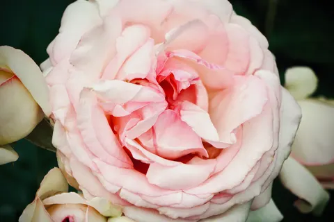 Rose 4K Hintergrundbild · flowers · 3840×2560