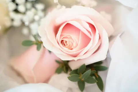 Fond d'écran Rose 4K · flowers · 3840×2561