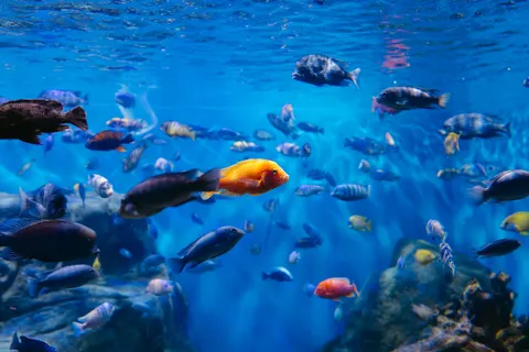 गहरा नीला 4K वॉलपेपर · underwater · 3840×2561