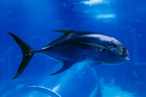 Deep Blue 4K Wallpaper · underwater · 3840×2561