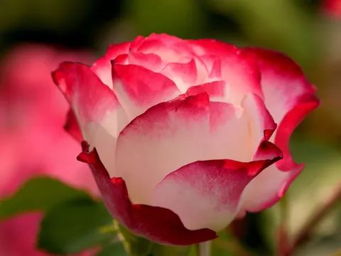 Rose 4K Hintergrundbild · flowers · 3840×2880